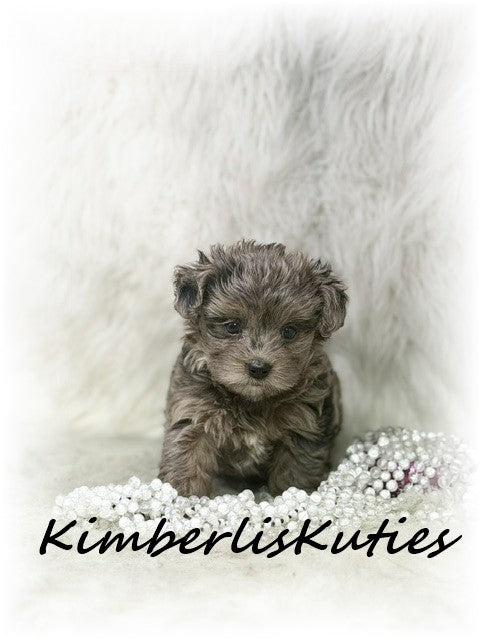 YORKIE POO (Yorkie/Toy Poodle) Tiny Wave