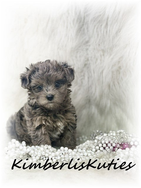 YORKIE POO (Yorkie/Toy Poodle) Tiny Wave