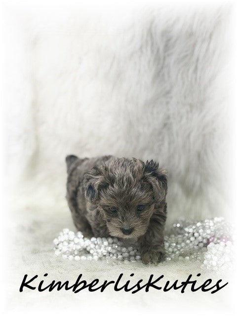 YORKIE POO (Yorkie/Toy Poodle) Tiny Wave