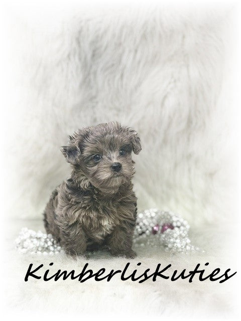 YORKIE POO (Yorkie/Toy Poodle) Tiny Wave