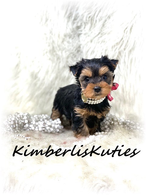 TRADITIONAL Yorkshire Terrier ~ Female, Little Kinley