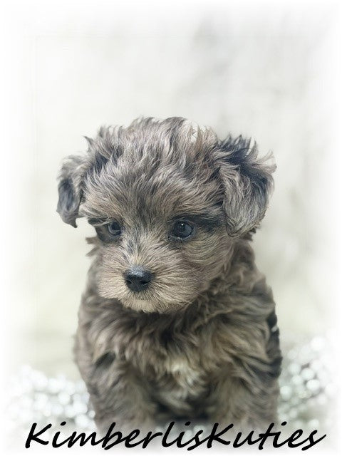 YORKIE POO (Yorkie/Toy Poodle) Tiny Wave