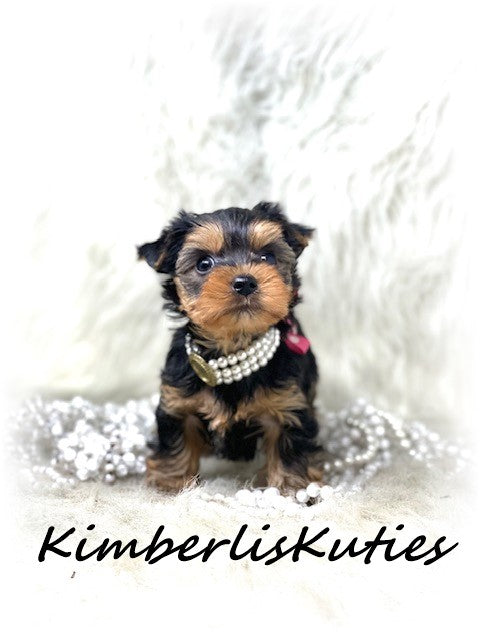TRADITIONAL Yorkshire Terrier ~ Female, Little Kinley