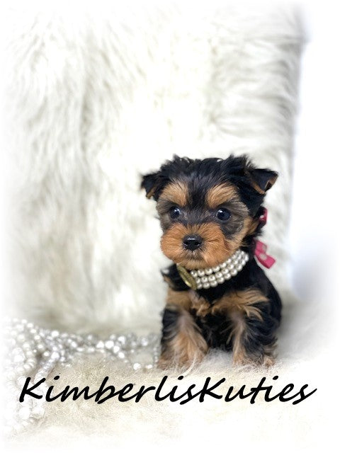TRADITIONAL Yorkshire Terrier ~ Female, Little Kinley