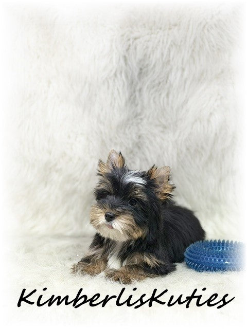 TRADITIONAL Yorkshire Terrier ~ Male, Sloane