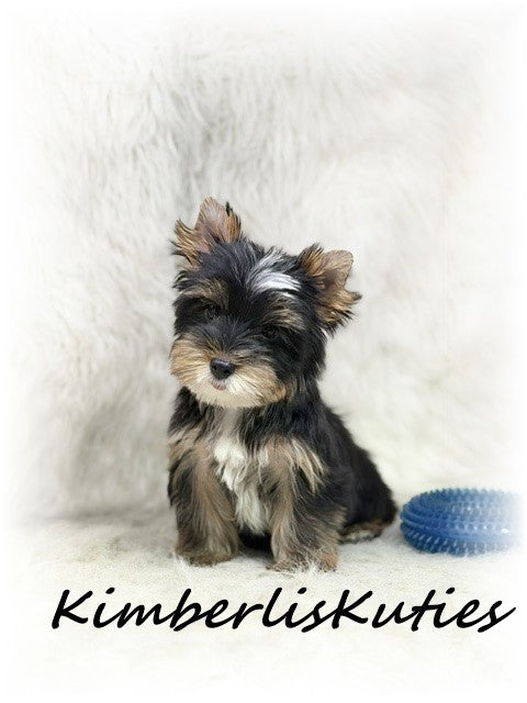 TRADITIONAL Yorkshire Terrier ~ Male, Sloane