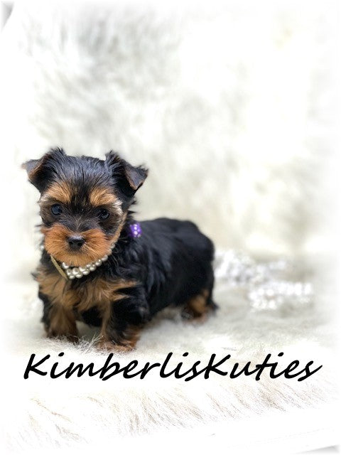 TRADITIONAL Yorkshire Terrier ~ Female, Kylie