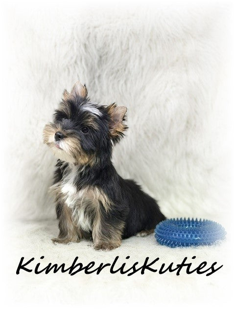 TRADITIONAL Yorkshire Terrier ~ Male, Sloane