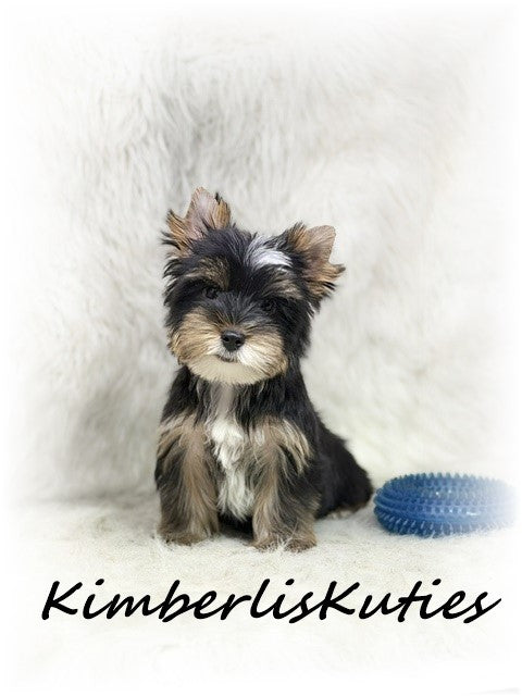 TRADITIONAL Yorkshire Terrier ~ Male, Sloane