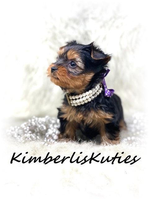 TRADITIONAL Yorkshire Terrier ~ Female, Kylie
