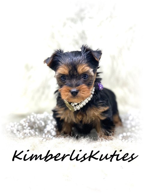 TRADITIONAL Yorkshire Terrier ~ Female, Kylie