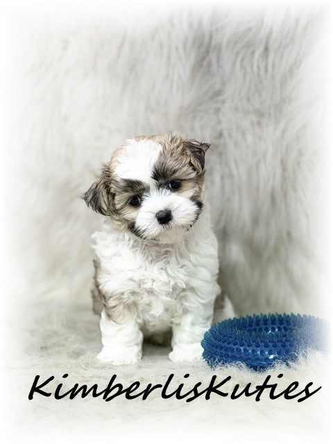 MORKIE (Maltese/ Yorkshire Terrier) Male, Nemo