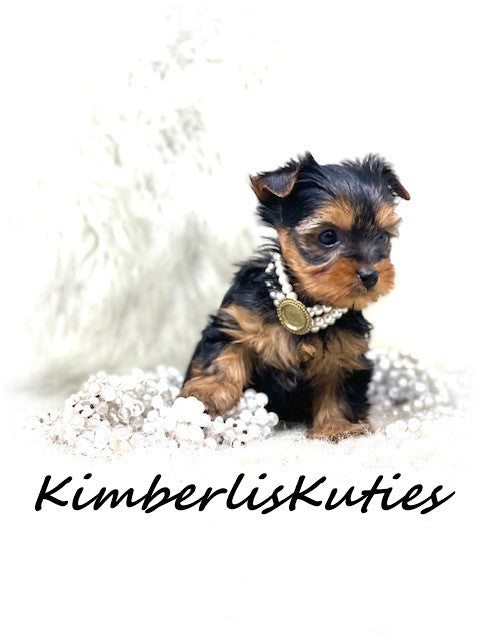 TRADITIONAL Yorkshire Terrier ~ Female, Kylie