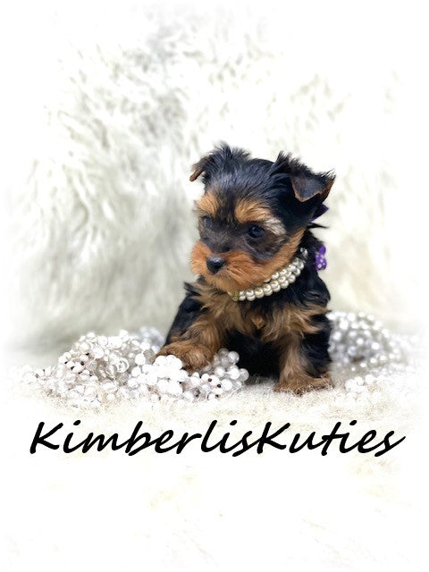 TRADITIONAL Yorkshire Terrier ~ Female, Kylie