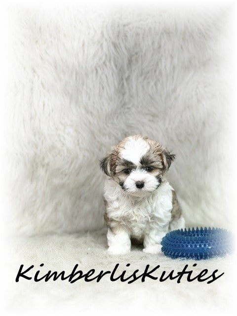 MORKIE (Maltese/ Yorkshire Terrier) Male, Nemo