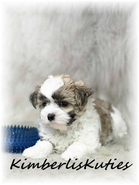 MORKIE (Maltese/ Yorkshire Terrier) Male, Nemo