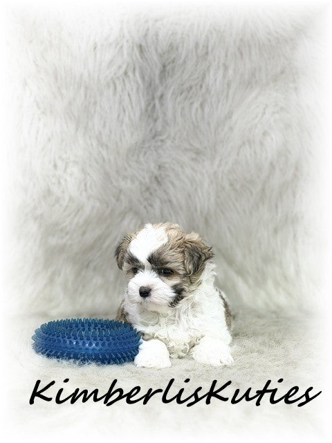 MORKIE (Maltese/ Yorkshire Terrier) Male, Nemo