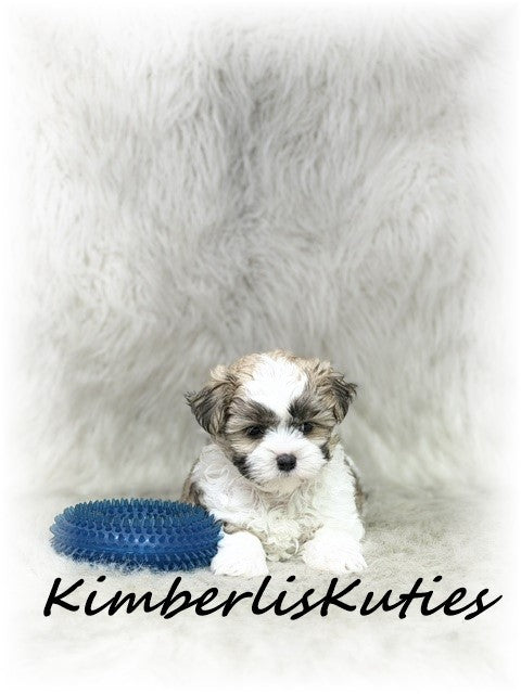 MORKIE (Maltese/ Yorkshire Terrier) Male, Nemo