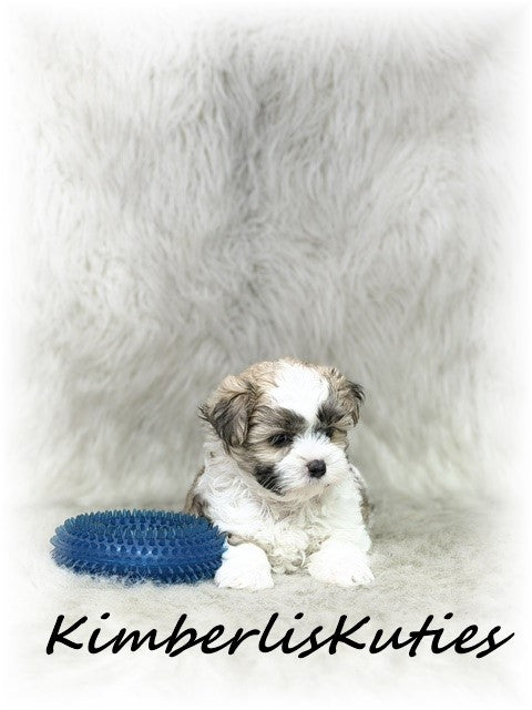 MORKIE (Maltese/ Yorkshire Terrier) Male, Nemo