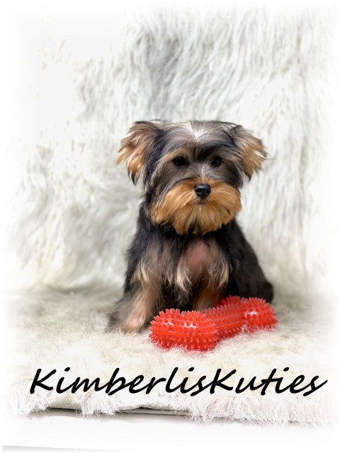 SABLE Yorkshire Terrier ~ Male, Dutton
