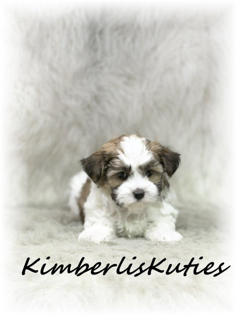 MORKIE (Maltese/ Yorkshire Terrier) Male, Nitro
