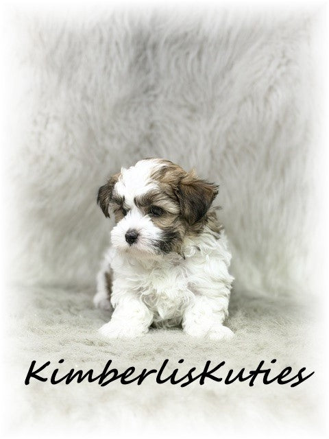 MORKIE (Maltese/ Yorkshire Terrier) Male, Nitro