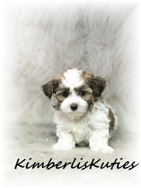 MORKIE (Maltese/ Yorkshire Terrier) Male, Nitro