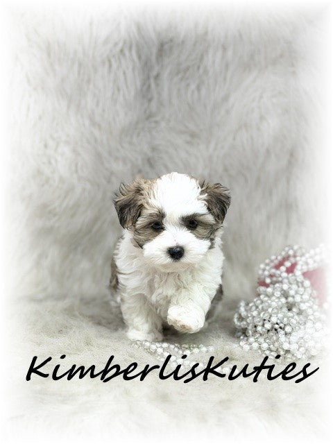 MORKIE (Maltese/ Yorkshire Terrier) Female, Nikki