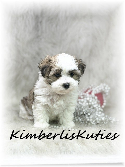 MORKIE (Maltese/ Yorkshire Terrier) Female, Nikki