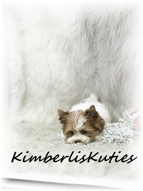 SABLE/GOLDEN Parti Yorkshire Terrier ~ Female, Skyler