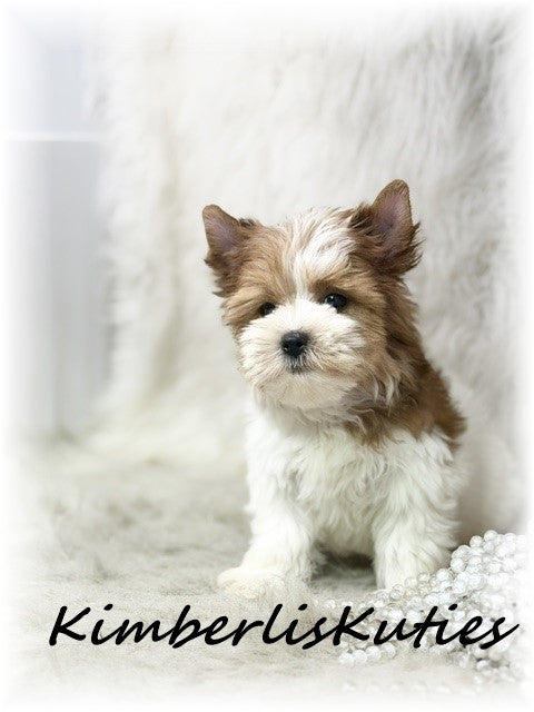 SABLE/GOLDEN Parti Yorkshire Terrier ~ Female, Skyler