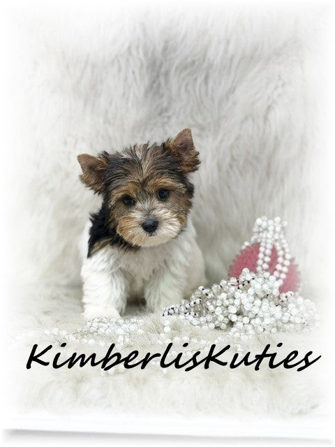 TRADITIONAL Yorkshire Terrier ~ Female, Sawyer