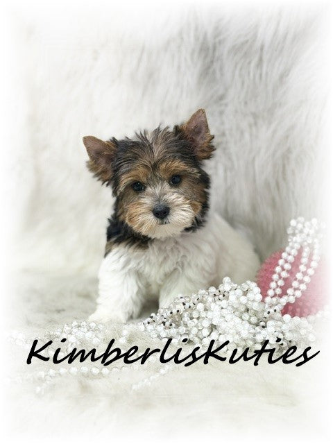 TRADITIONAL Yorkshire Terrier ~ Female, Sawyer