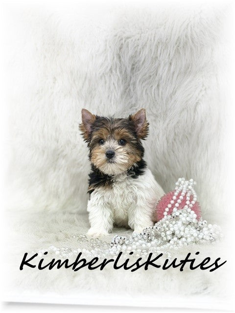 TRADITIONAL Yorkshire Terrier ~ Female, Sawyer
