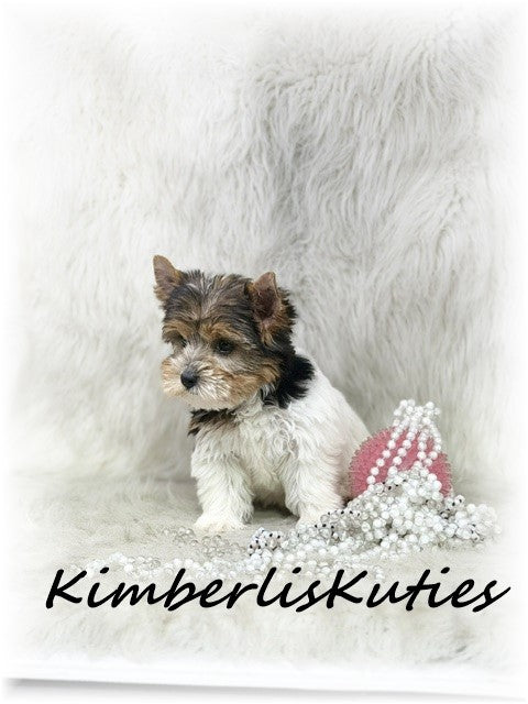 TRADITIONAL Yorkshire Terrier ~ Female, Sawyer