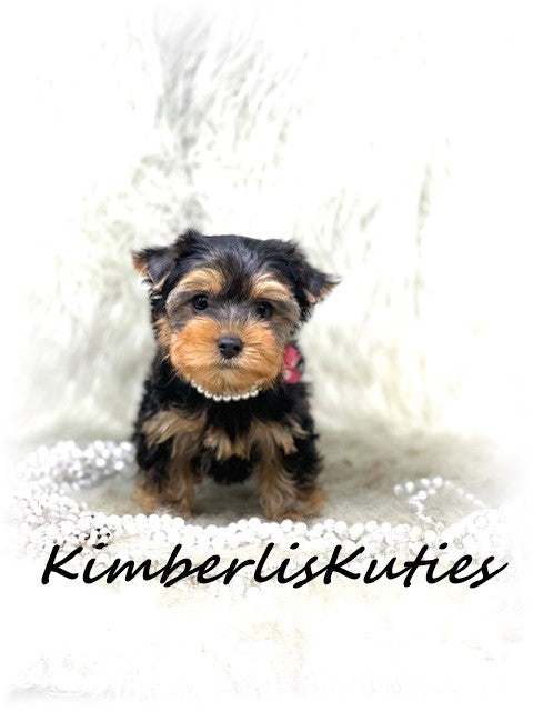 TRADITIONAL Yorkshire Terrier ~ Female, Little Kinley