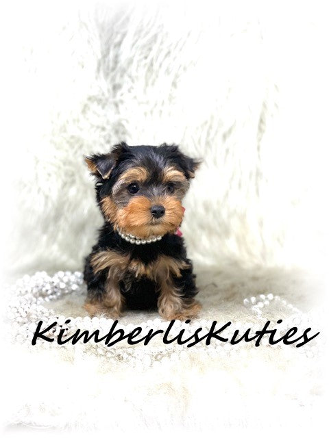 TRADITIONAL Yorkshire Terrier ~ Female, Little Kinley