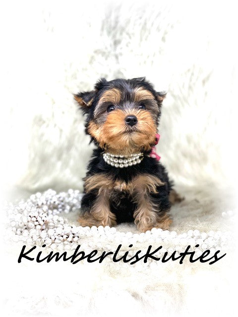 TRADITIONAL Yorkshire Terrier ~ Female, Little Kinley