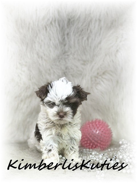 CHOCOLATE PARTI Yorkshire Terrier ~ Female, Phoebe