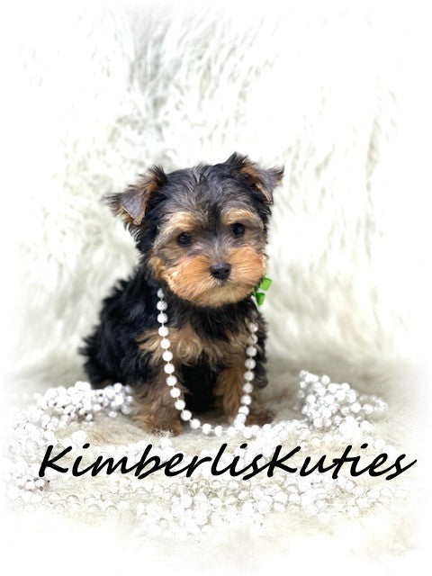 TRADITIONAL  Yorkshire Terrier ~ Female, Kaylee