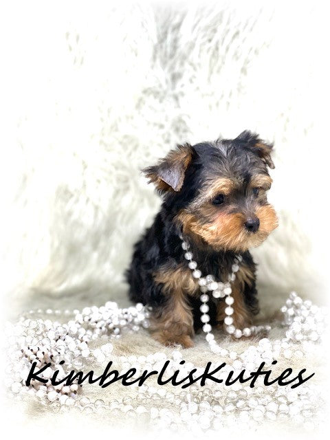 TRADITIONAL  Yorkshire Terrier ~ Female, Kaylee