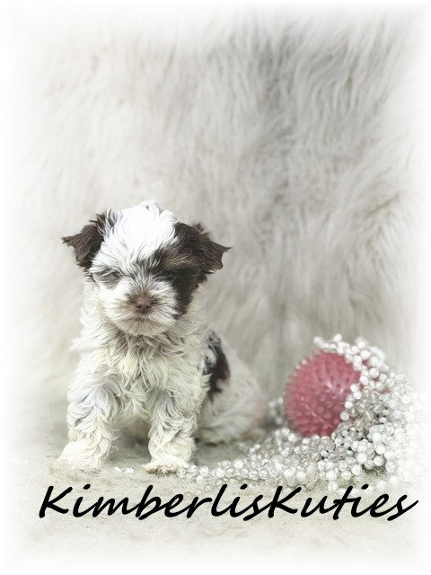 CHOCOLATE PARTI Yorkshire Terrier ~ Female, Phoebe