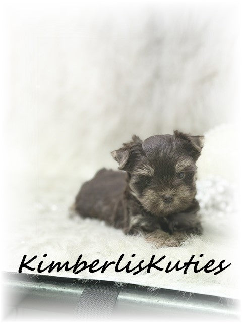 CHOCOLATE Yorkshire Terrier ~ Female, Paisley