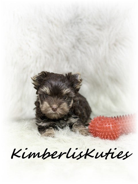 CHOCOLATE Yorkshire Terrier ~ Male, Tiny Phoenix