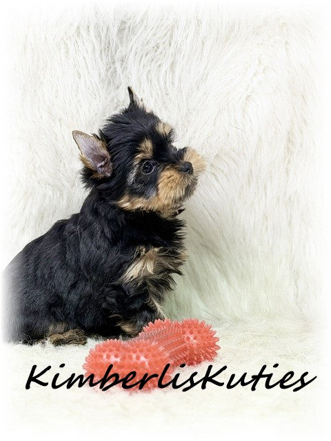 TRADITIONAL Yorkshire Terrier ~ Male, Ryder