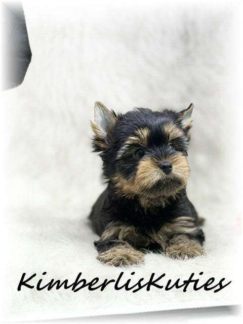 TRADITIONAL Yorkshire Terrier ~ Male, Ryder