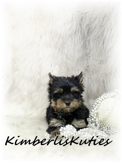 TRADITIONAL Yorkshire Terrier ~ Female, Blair
