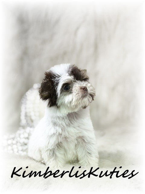 CHOCOLATE PARTI Yorkshire Terrier ~ Female, Pixie