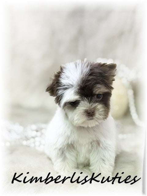 CHOCOLATE PARTI Yorkshire Terrier ~ Female, Pixie