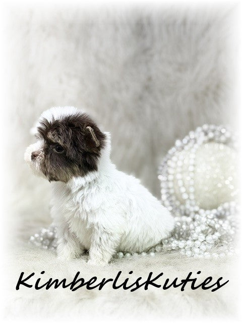 CHOCOLATE PARTI Yorkshire Terrier ~ Female, Pixie